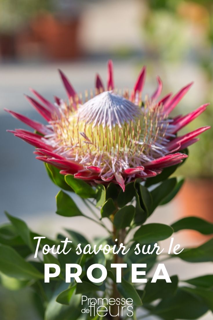 proteas: ficha de cultivo