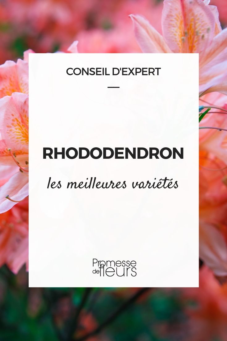 Los mejores rododendros