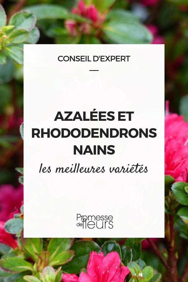 Azaleas y rododendros enanos: las mejores variedades