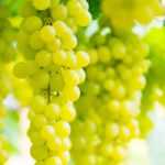 Vid de uva: plantación, cultivo, poda