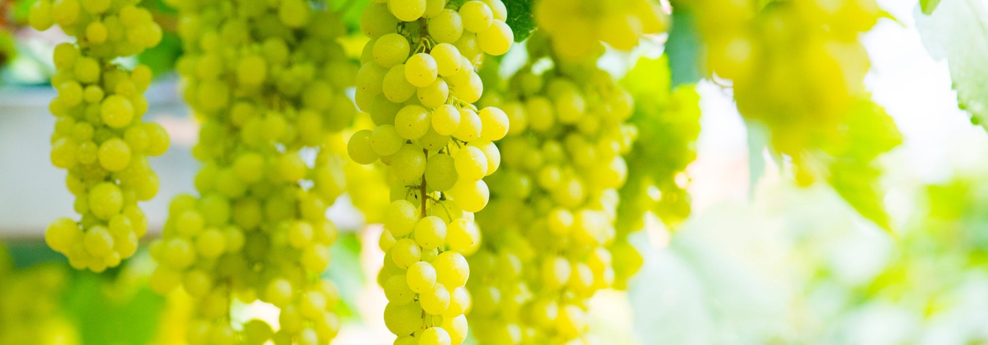 Vid de uva: plantación, cultivo, poda