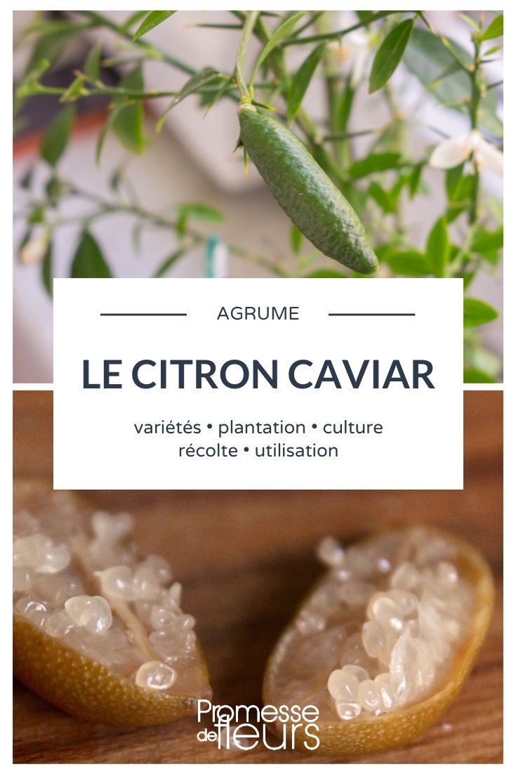 Citron caviar: plantar, cultivar, cosechar
