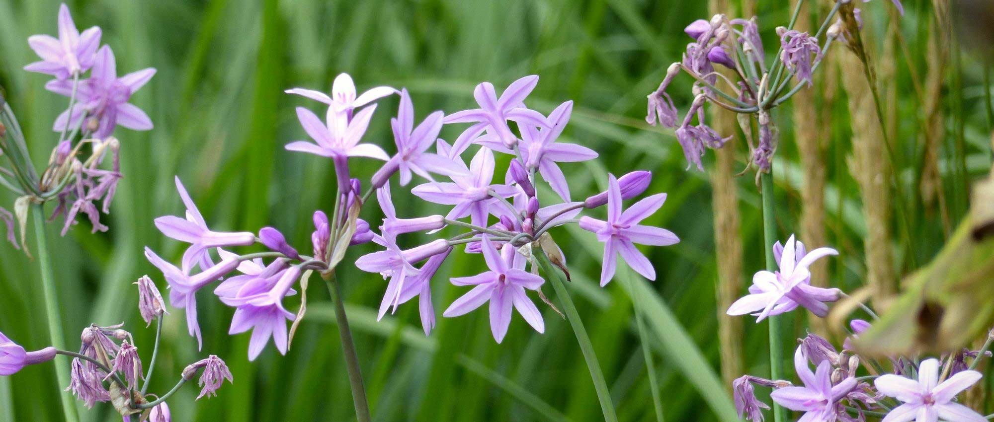 Tulbaghia: plantar, cultivar y cuidar