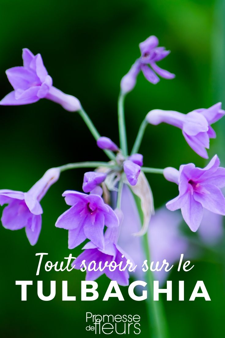 Tulbaghia: plantar y cuidar