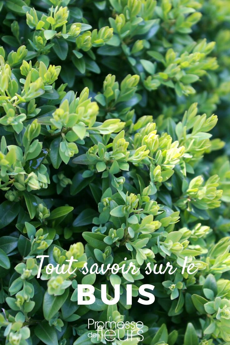 **Buxus: Todo lo que necesitas saber**

El **Buxus**, comúnmente conocido como boj, es un arbusto perenne muy apreciado en jardinería por su versatilidad y elegancia. Ya sea para crear setos formales, borduras o esculturas topiarias, el boj es una opción clásica y atemporal. En este artículo, te contamos todo lo que necesitas saber sobre esta planta: desde su cultivo y cuidados hasta sus usos más comunes en el jardín.

### Características del Buxus
- **Follaje**: Hojas pequeñas, ovaladas y de un verde intenso.
- **Crecimiento**: Lento pero constante, ideal para formas precisas.
- **Altura**: Varía según la especie, desde 1 metro hasta 4 metros en algunos casos.
- **Resistencia**: Muy resistente al frío y adaptable a diferentes tipos de suelo.

### Cultivo y cuidados
1. **Suelo**: Prefiere suelos bien drenados y ricos en materia orgánica.
2. **Luz**: Tolera tanto el sol como la sombra parcial.
3. **Riego**: Moderado, evitando encharcamientos.
4. **Poda**: Esencial para mantener su forma y estimular un crecimiento denso. Se recomienda podar a finales de primavera o principios de verano.
5. **Plagas y enfermedades**: Vigila la presencia de la polilla del boj y el hongo *Cylindrocladium buxicola*.

### Usos en el jardín
- **Setos formales**: Perfecto para delimitar espacios con elegancia.
- **Topiaria**: Ideal para crear formas artísticas y esculturas vegetales.
- **Borduras**: Aporta estructura y orden a los macizos de flores.
- **Macetas**: Una excelente opción para decorar terrazas y balcones.

### Consejos adicionales
- Si vives en una zona con inviernos muy fríos, protege las plantas jóvenes con un acolchado en la base.
- Utiliza fertilizantes específicos para plantas verdes en primavera y otoño.
- Combina el boj con otras plantas como lavanda o rosas para crear contrastes interesantes.

El **Buxus** es, sin duda, una planta imprescindible en cualquier jardín que busque elegancia y estructura. Con los cuidados adecuados, te acompañará durante muchos años, aportando un toque de sofisticación a tu espacio verde. ¡Anímate a incluirlo en tu próximo proyecto de jardinería! ????
