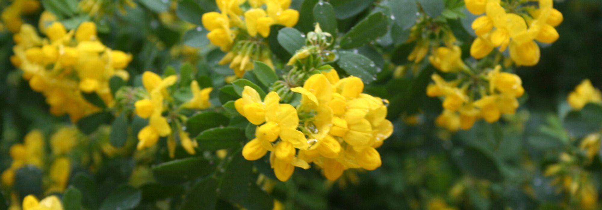 Coronilla, Coronilla: plantación, cultivo, cuidados