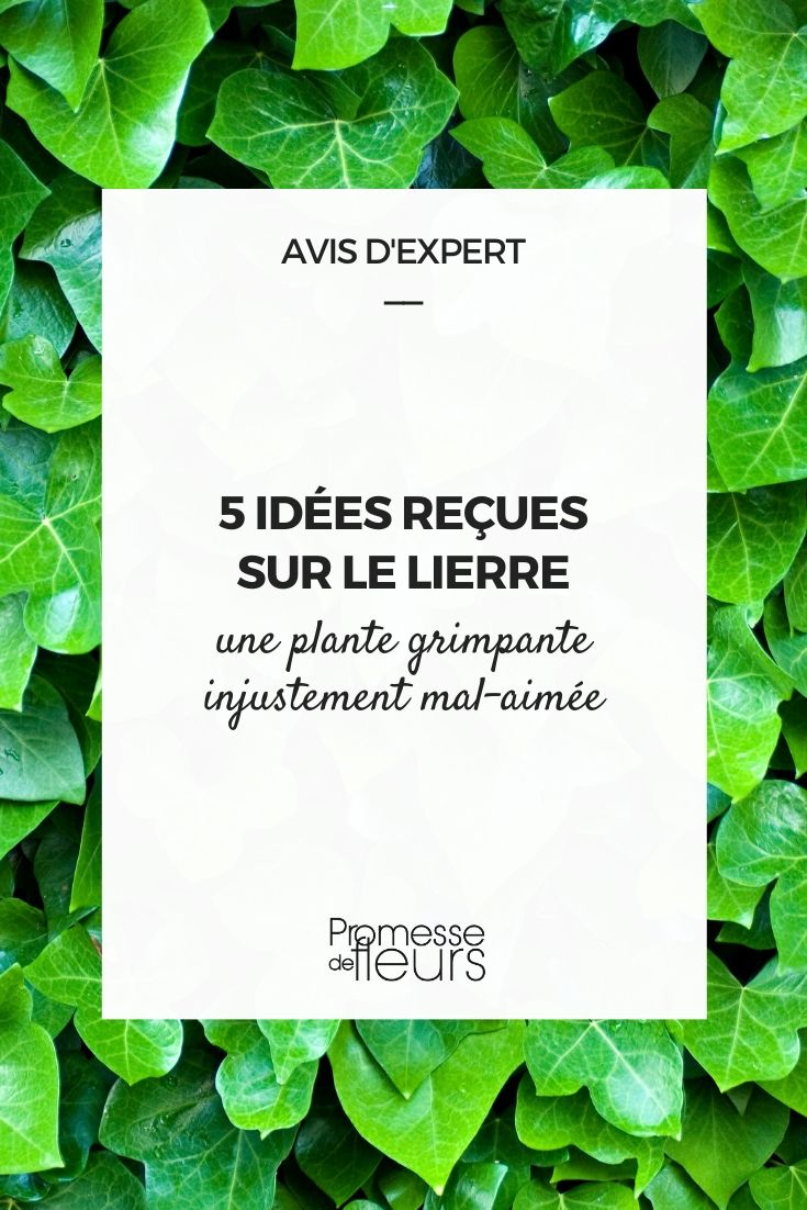 Hiedra, hedera helix: 5 ideas preconcebidas sobre esta planta