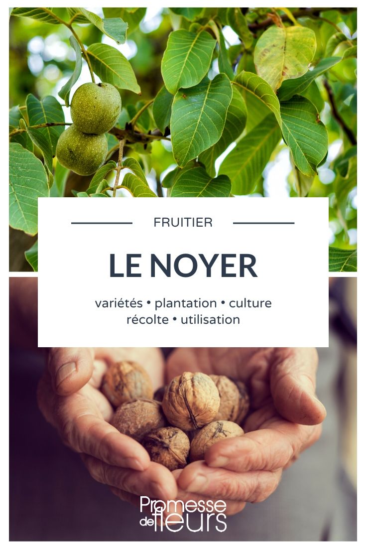 Nogal, Juglans regia: todo lo que necesitas saber