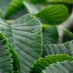 Olmo, Ulmus: plantar, podar y cuidar