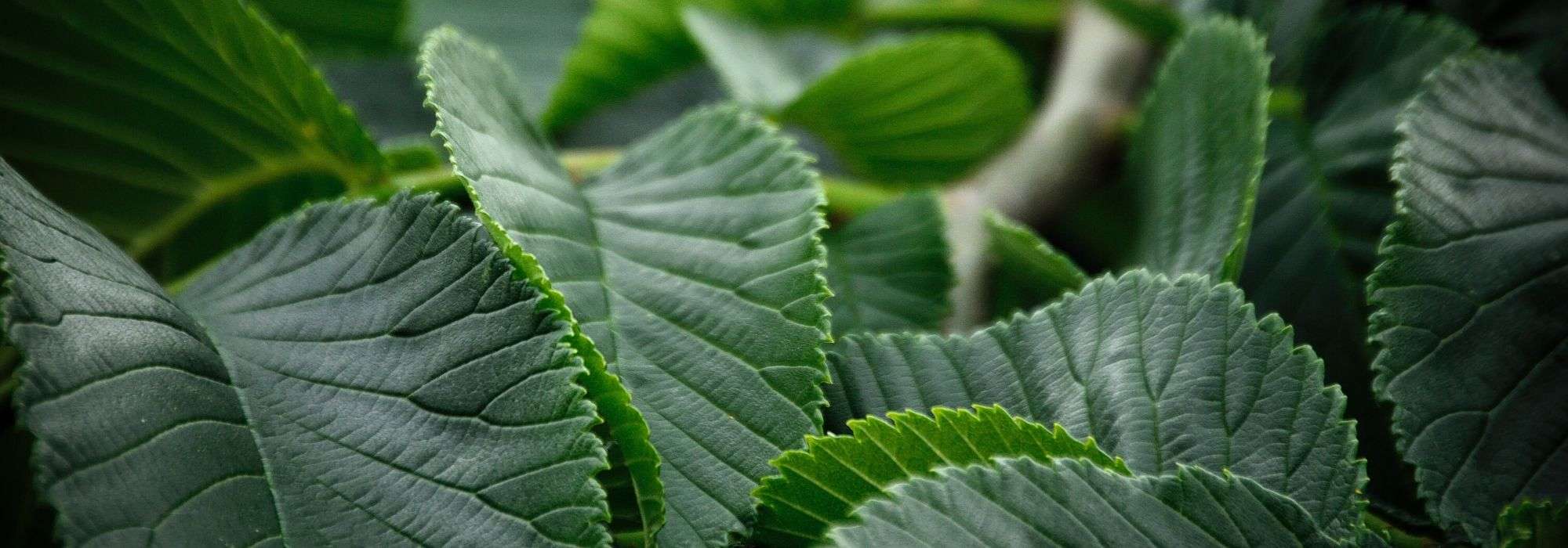 Olmo, Ulmus: plantar, podar y cuidar