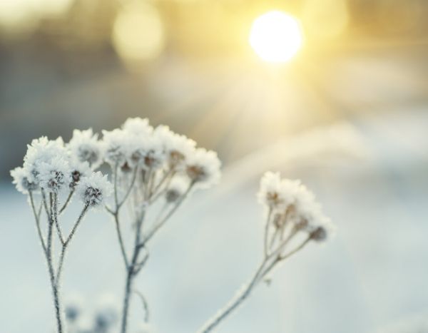 Mi planta se heló. ¿Por qué? ¿Qué hacer?