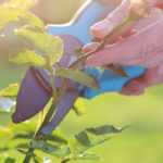 ¿Cuándo podar los rosales?