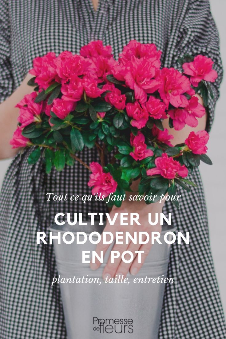 Rododendro en maceta: consejos de cultivo