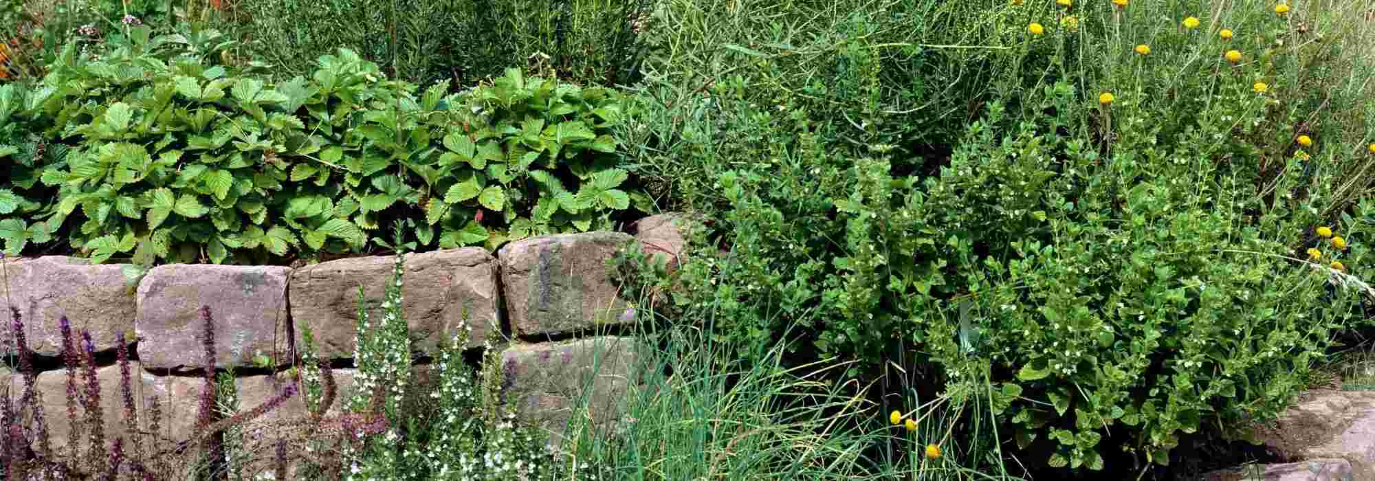 Crear una espiral de aromáticas