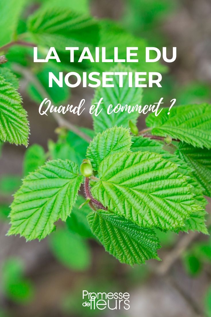 **Cuándo y cómo podar el avellano**

El avellano (*Corylus avellana*) es un arbusto o pequeño árbol muy apreciado por sus deliciosos frutos y su follaje decorativo. Para mantenerlo saludable y productivo, es esencial podarlo en el momento adecuado y de la manera correcta. Aquí te explicamos cuándo y cómo hacerlo.

---

### **¿Cuándo podar el avellano?**

La mejor época para podar el avellano es a finales del invierno o principios de la primavera, justo antes de que comience la brotación. Esto permite que la planta se recupere rápidamente y minimiza el riesgo de enfermedades. Evita podar en otoño o en pleno invierno, ya que el frío y la humedad pueden favorecer la aparición de hongos.

---

### **¿Cómo podar el avellano?**

1. **Poda de formación (en los primeros años):**
   - Durante los primeros 2-3 años, enfócate en darle una estructura equilibrada al arbusto.
   - Elimina las ramas débiles, mal orientadas o que se crucen.
   - Deja entre 4 y 6 ramas principales bien distribuidas para formar la estructura básica.

2. **Poda de mantenimiento (a partir del cuarto año):**
   - Elimina las ramas secas, dañadas o enfermas.
   - Corta los chupones (brotes que salen desde la base) para evitar que el arbusto se vuelva demasiado denso.
   - Aclara el centro del arbusto para mejorar la circulación del aire y la penetración de la luz, lo que favorece la producción de avellanas.

3. **Poda de rejuvenecimiento (cada 5-7 años):**
   - Si el avellano se ha vuelto demasiado grande o poco productivo, realiza una poda drástica.
   - Corta las ramas viejas a ras del suelo para estimular el crecimiento de nuevos brotes.
   - Este tipo de poda se realiza en invierno, cuando la planta está en reposo.

---

### **Consejos adicionales**

- Utiliza herramientas de poda limpias y afiladas para evitar dañar la planta.
- Desinfecta las herramientas antes y después de cada uso para prevenir la propagación de enfermedades.
- Aplica un sellador en los cortes grandes para proteger la planta de infecciones.

---

Con una poda adecuada, tu avellano crecerá fuerte, sano y te proporcionará una abundante cosecha de avellanas. ¡Manos a la obra! ????✂️