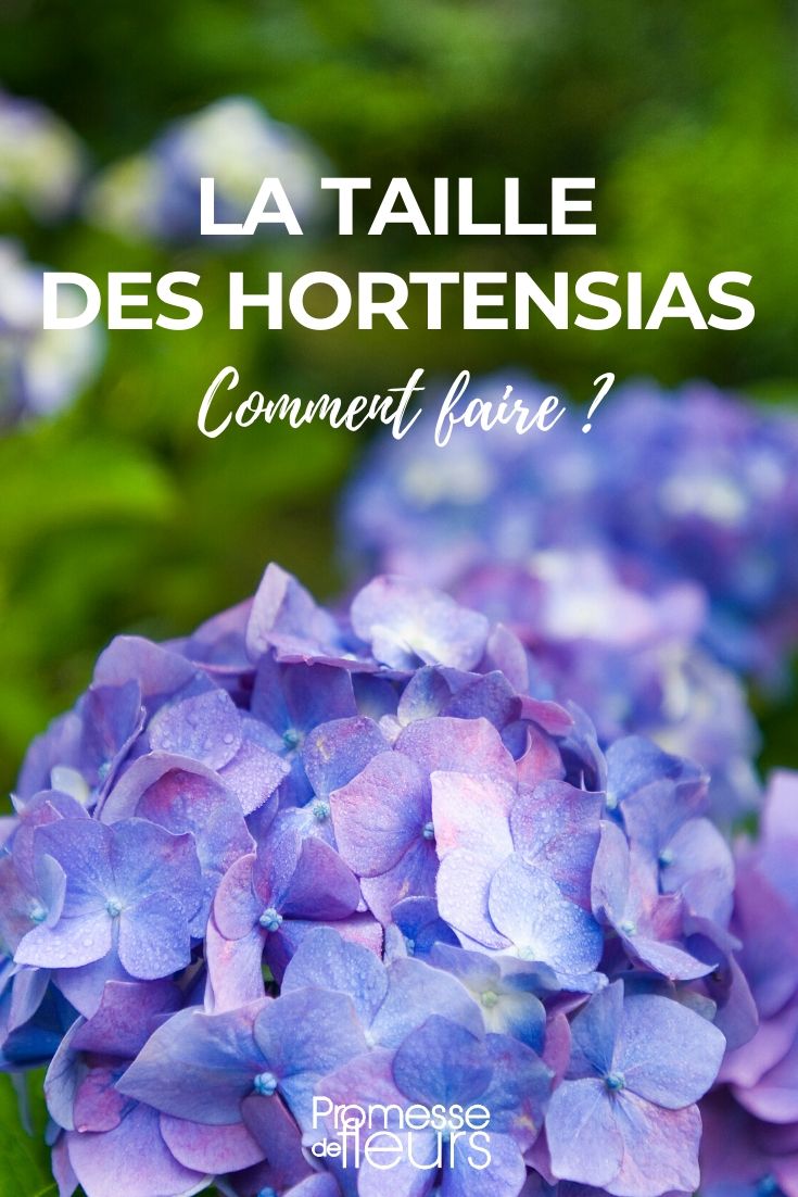 Podar la hortensia: cómo hacerlo