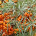 7 arbustos de follaje gris plateado que no pueden faltar en tu jardín