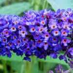 8 arbustos de flores azules que no pueden faltar en tu jardín