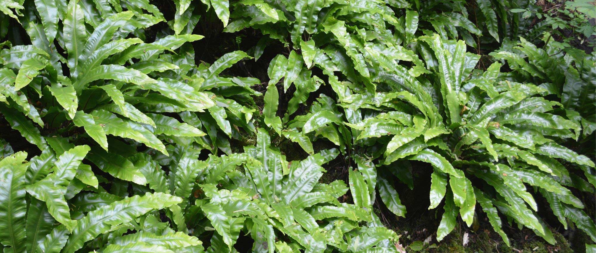 Asplenium: plantar, cultivar y cuidar