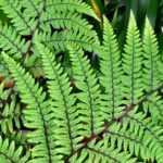 Athyrium: plantar, cultivar y cuidar