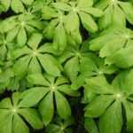 Podophyllum: plantar, cultivar y cuidar