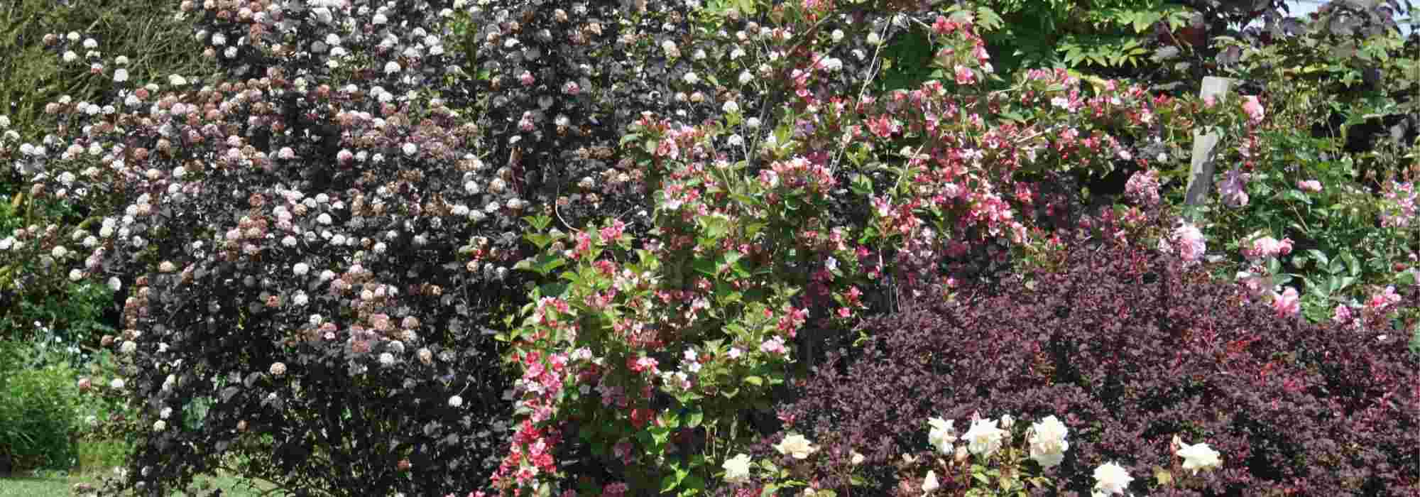 Physocarpus: 5 ideas para combinarlo en el jardín