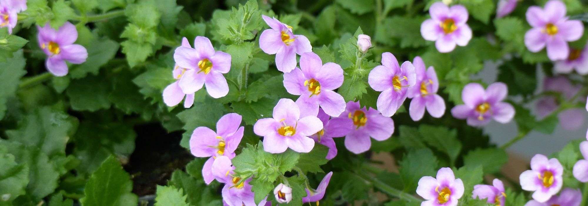 Bacopa: plantar, cultivar y cuidar
