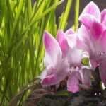 Cómo armar una jardinera de primavera: 7 ideas