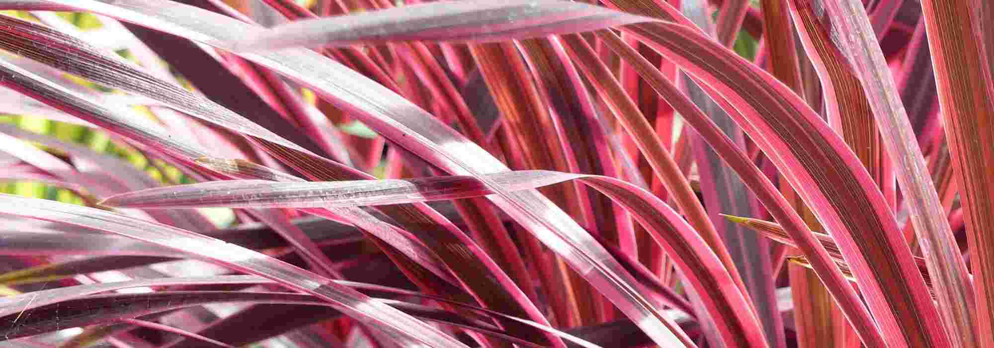 Invernaje de la cordiline