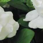 Gardenia: ¿cómo protegerla del frío e invernarla?