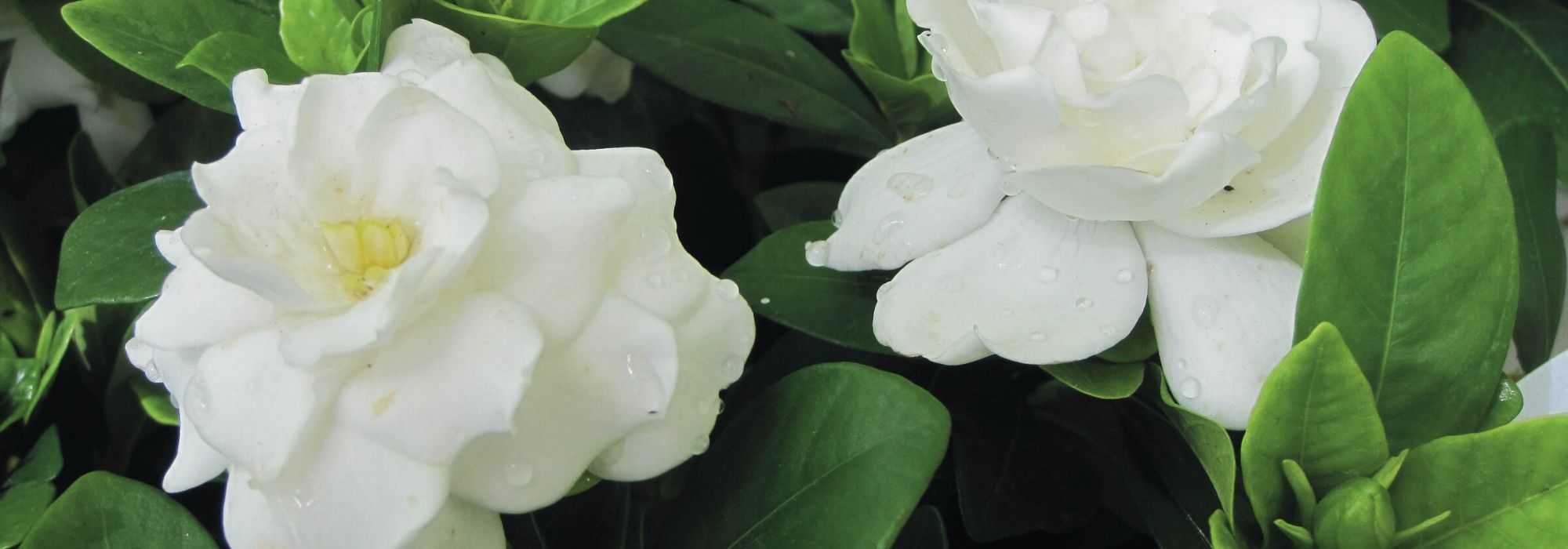 Gardenia: ¿cómo protegerla del frío e invernarla?