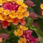 Lantana: ¿cómo invernarla?