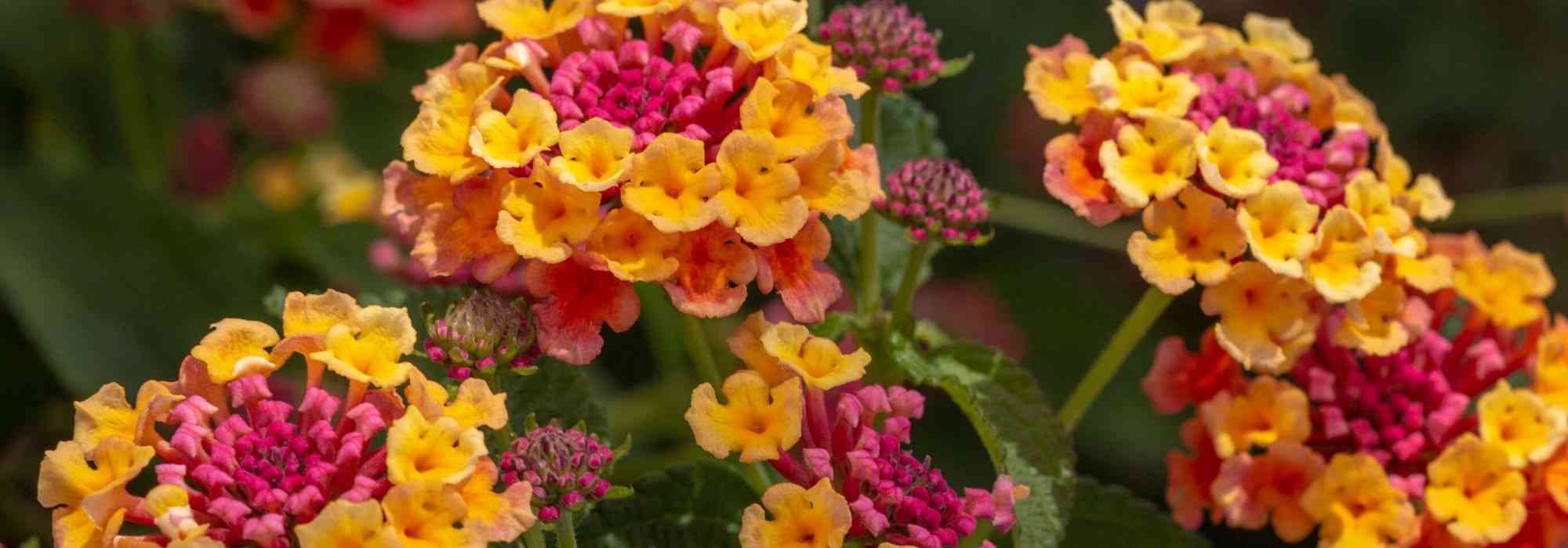 Lantana: ¿cómo invernarla?