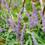 Serpentina: plantar, cultivar y multiplicar