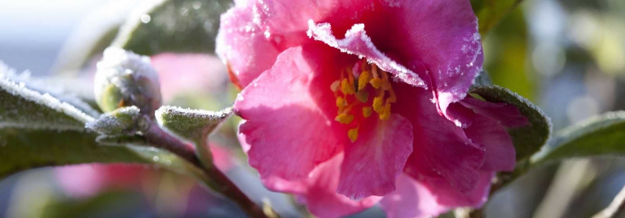 Mi camelia en invierno: ¿cómo cuidarla?