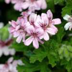 Cómo lograr el invernaje de los pelargonios (geranios de balcón)