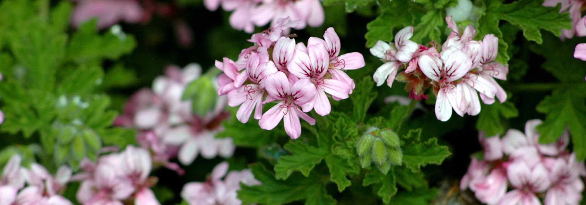 Cómo lograr el invernaje de los pelargonios (geranios de balcón)