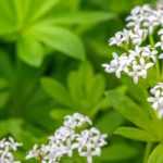 Asperilla: plantación, cultivo y cuidados