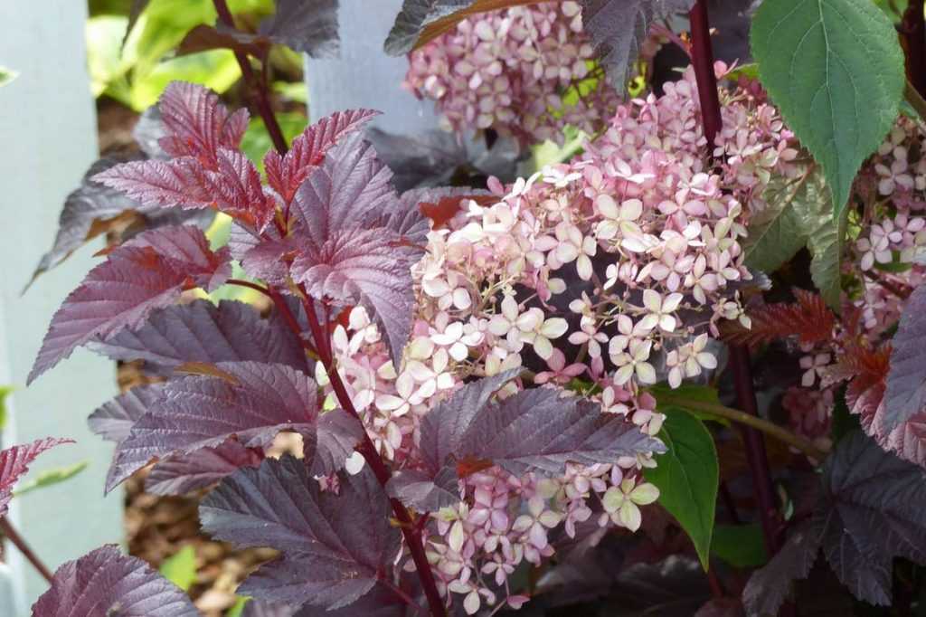 physocarpus: ideas para combinarlo en el jardín