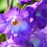 Gladiolos: 5 ideas de combinaciones acertadas