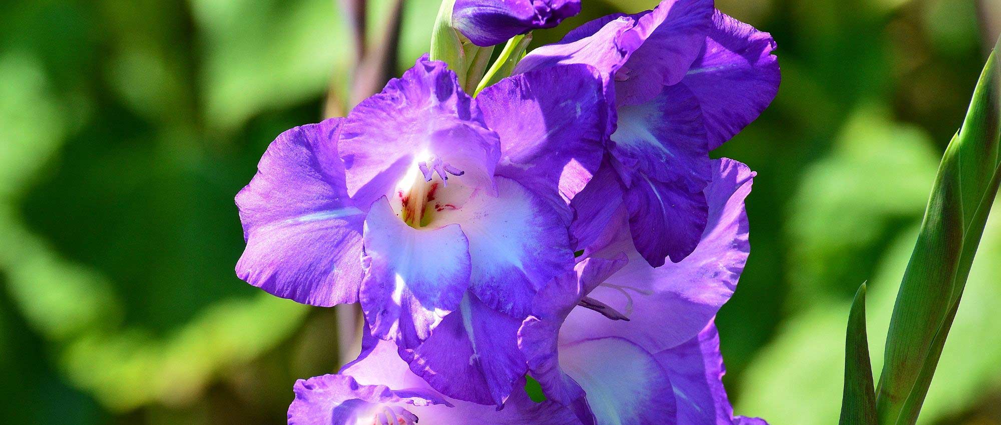 Gladiolos: 5 ideas de combinaciones acertadas