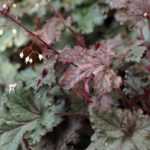 Coralito: 7 ideas de asociación exitosas