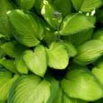 Hostas: 7 ideas de combinaciones acertadas