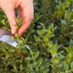 Boj: ¿cuándo y cómo podarlo?