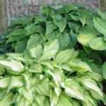 Jardinera y maceta para la sombra: 5 ideas de combinaciones