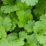 Cilantro: cultivo, cosecha, beneficios