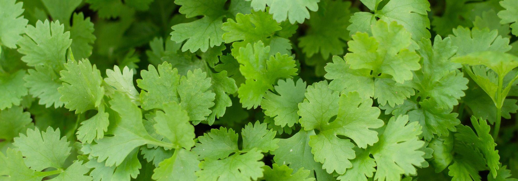 Cilantro: cultivo, cosecha, beneficios