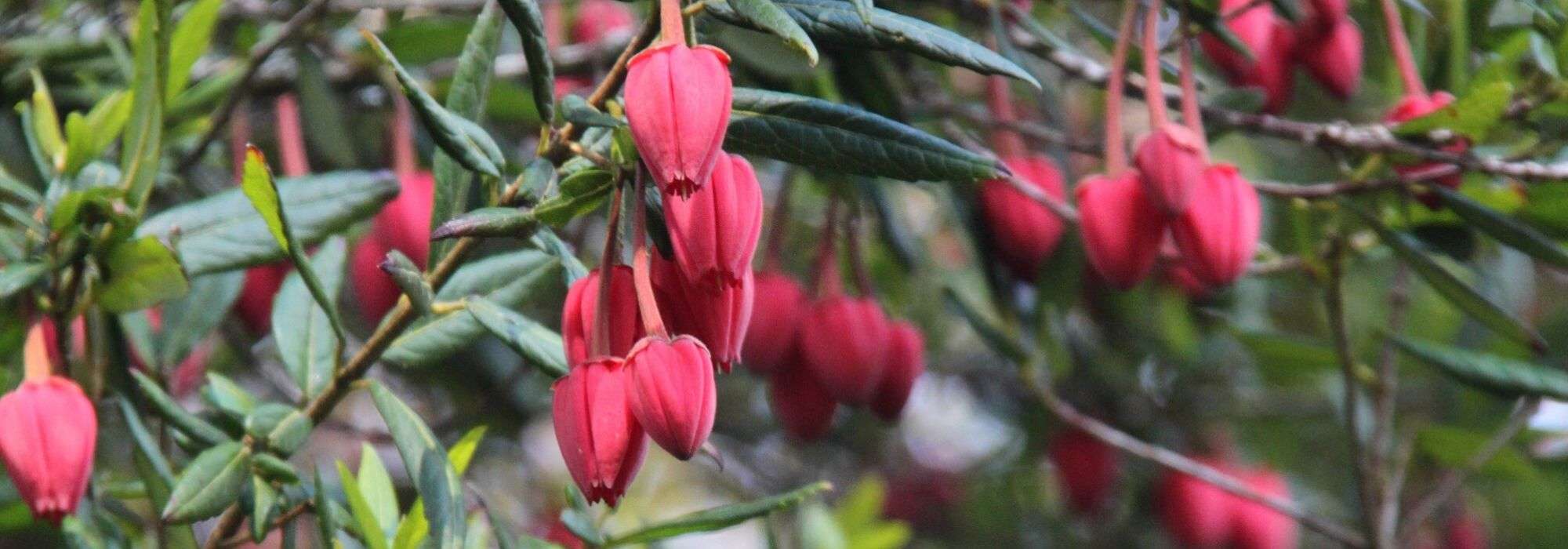 Crinodendron, árbol de las linternas: plantar, podar y cuidar