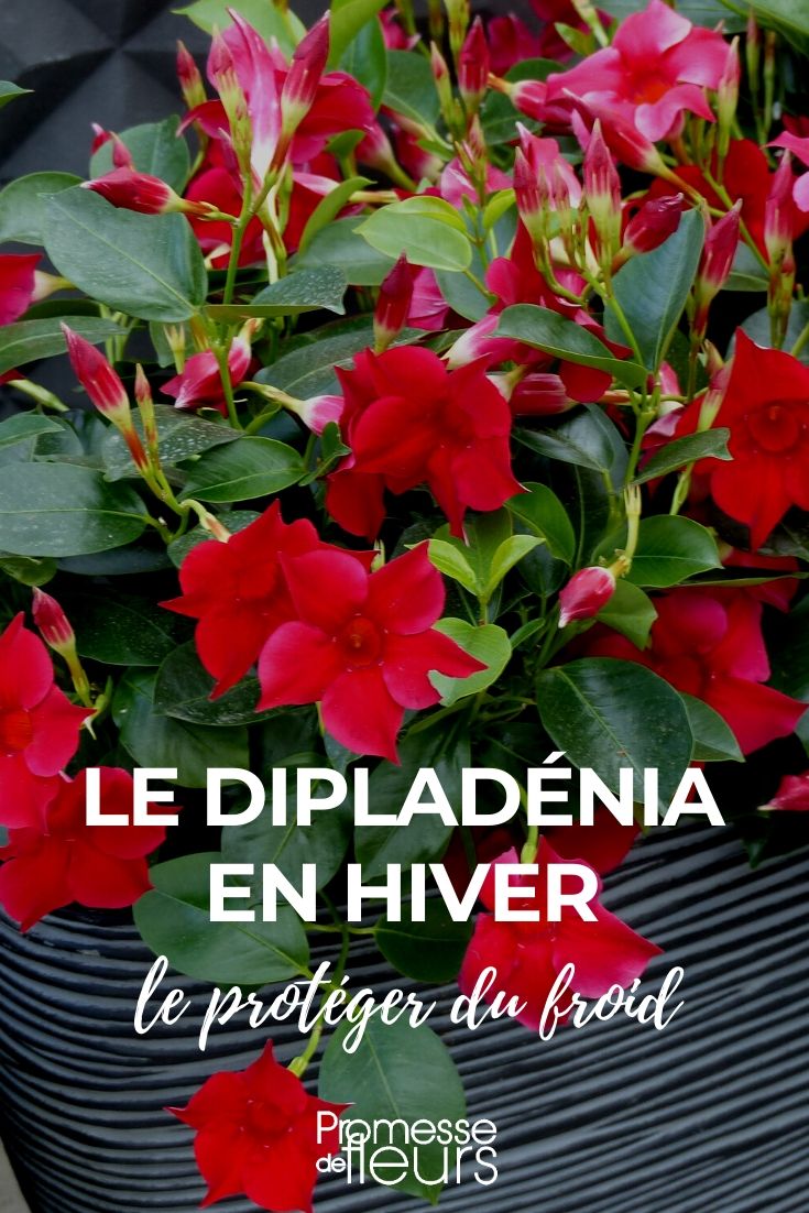proteger el dipladenia en invierno