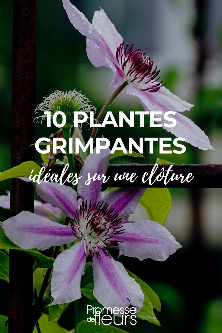 Plantas trepadoras para cercas